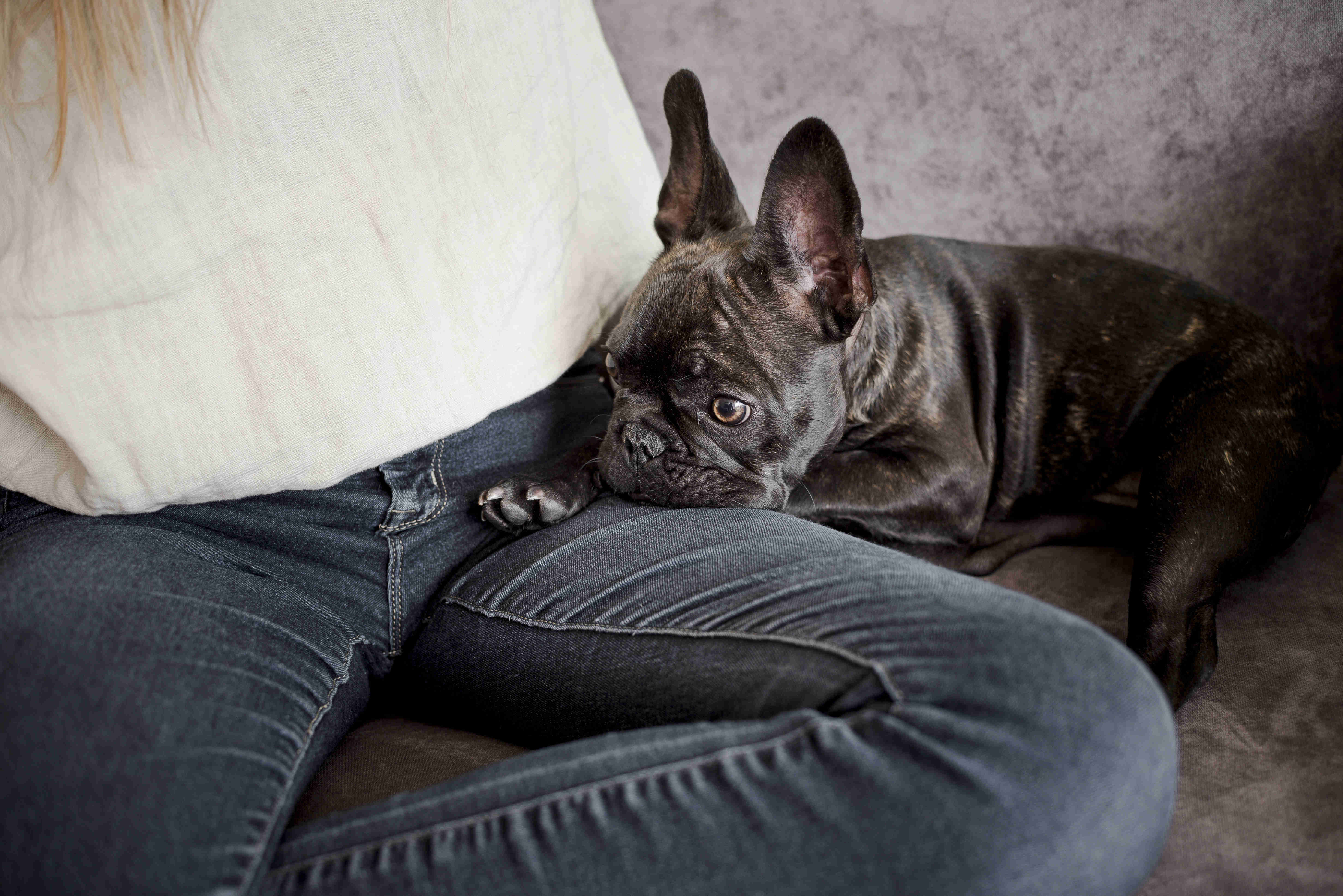5 Effective Tips to Train Your French Bulldog Puppy to Stay Calm around Other Dogs